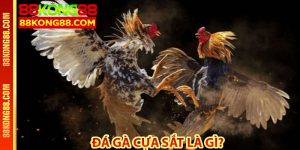 Đá gà cựa sắt là gì?