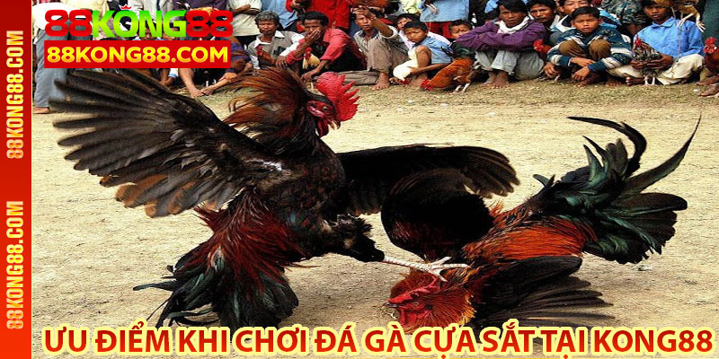 Ưu điểm khi chơi đá gà cựa sắt tại Kong88